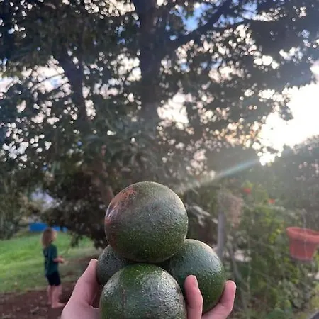 Casa de Férias Lucky Lemons Boutique Madeira 1 Calheta (Madeira)