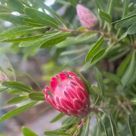 Lucky Lemons Boutique Madeira 1