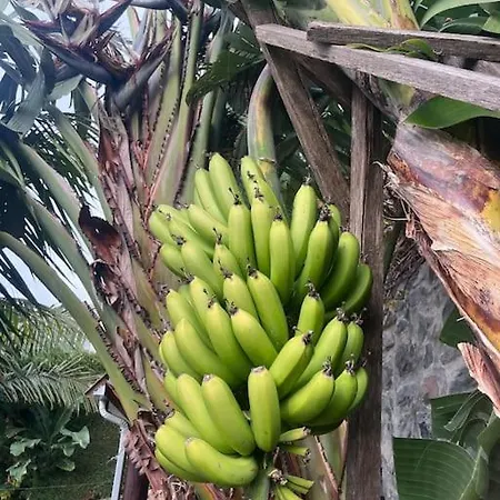 Lucky Lemons Boutique Madeira 1 Casa de Férias Calheta (Madeira)