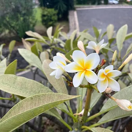 Lucky Lemons Boutique Madeira 1 Calheta (Madeira)