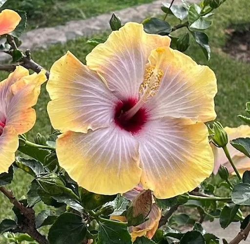 Lucky Lemons Boutique Madeira 1 * Calheta (Madeira)