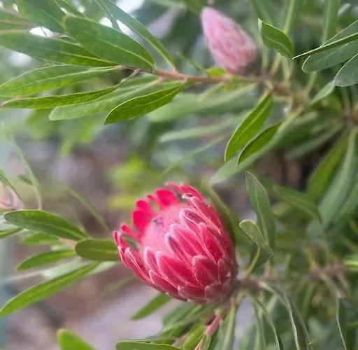 Lucky Lemons Boutique Madeira 1