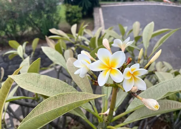 Lucky Lemons Boutique Madeira 1 Calheta (Madeira)
